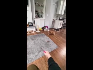 what are the cats of the acrobat | @videfunny