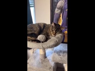 cats and toys | @videfunny
