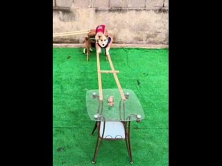 video from telegram