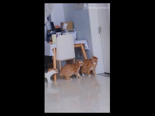 video from a video from @videfunny | @videfunny